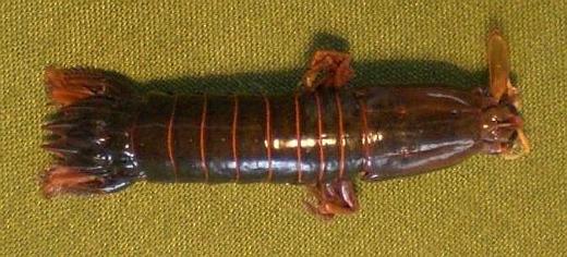 gonodactylus smithii.JPG